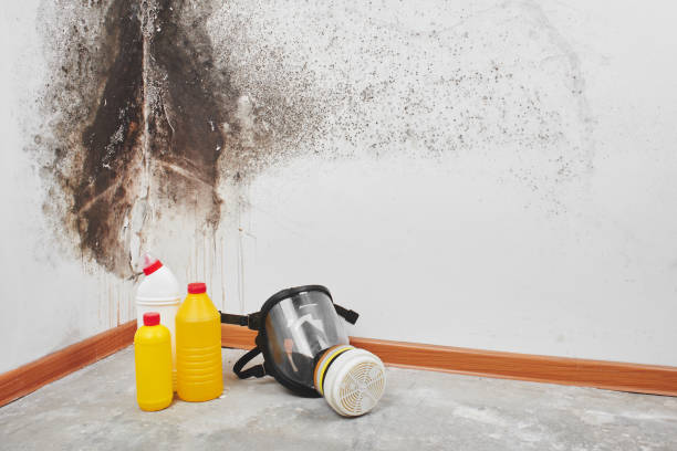 Best Residential Mold Remediation in Dunlap, OH