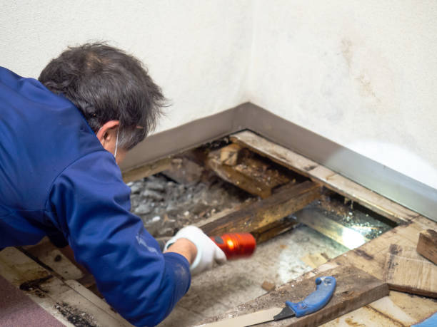 Best Crawl Space Mold Remediation in Dunlap, OH