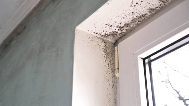 Best Basement Mold Remediation in Dunlap, OH