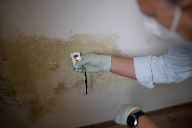 Best Insurance-Related Mold Remediation in Dunlap, OH