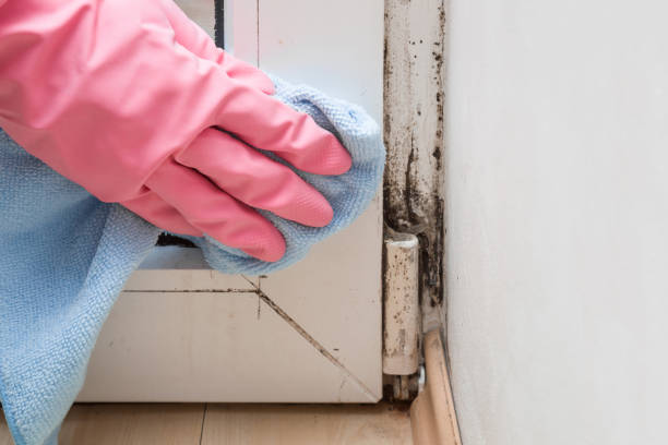 Best Mold Testing and Inspection Services in Dunlap, OH